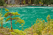 USA, Alaska, Tongass National Forest. Cedar trees and river with glacial melt