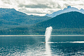 USA, Alaska, Tongass National Forest. Humpback whale spouts on surface