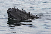 USA, Alaska, Tongass National Forest. Der Kopf eines Buckelwals bricht an die Oberfläche