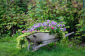 USA, Alaska, Chena Hot Springs. Alte Schubkarre gefüllt mit Blumen