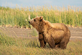 USA, Alaska, Lake Clark National Park. Grizzlybären-Sau in Nahaufnahme.