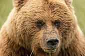 USA, Alaska, Clarksee-Nationalpark. Grizzlybären-Sau in Nahaufnahme.