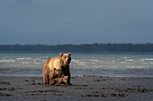 USA, Alaska, Clarksee-Nationalpark. Grizzlybären-Sau mit Jungen auf der Suche nach Muscheln bei Sonnenaufgang.