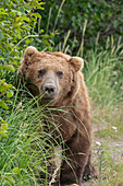 USA, Alaska, Lake Clark National Park. Grizzlybär-Männchen Nahaufnahme.