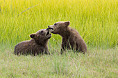 Grizzly bear cubs (Ursus Arctos) playfighting in a meadow.