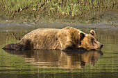Ausgewachsener Küstengrizzlybär (Ursus Arctos). kühlt sich im Gezeitenbach ab. Clarksee-Nationalpark, Alaska.