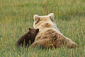 Junges Küstengrizzlybärjunges (Ursus Arctos) lehnt sich an seine Mutter, während es sich auf einer Wiese ausruht. Clarksee-Nationalpark, Alaska.