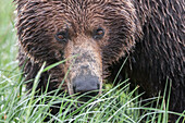 USA, Alaska, Katmai National Park, Hallo Bay. Coastal Brown Bear, Grizzly, Ursus Arctos. Eye contact through the grass.