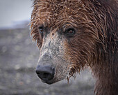 USA, Alaska, Katmai-Nationalpark, Hallo Bay. Küstenbraunbär, Grizzly, Ursus Arctos. Nahaufnahme eines Grizzlybären.