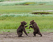 USA, Alaska, Katmai-Nationalpark, Hallo Bay. Küstenbraunbär, Grizzly, Ursus Arctos. Zwei Grizzlybärenjunge spielen und ringen miteinander.
