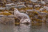 USA, Alaska, Katmai-Nationalpark, Kukak-Bucht. Harbor Seal, Phoca Vitulina. Hafenrobbe, die sich auf einem Felsen an der Küste ausruht.
