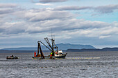 USA, Alaska, Kodiak, Chiniak Bay. Commercial fishing for salmon near a beach on Kodiak Island.