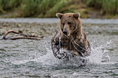 USA, Alaska, Katmai National Park. Grizzly Bear, Ursus Arctos, chasing after salmon in a stream in Geographic Harbor.