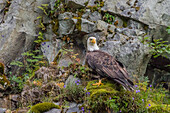 USA, Alaska, Katmai-Nationalpark. Weißkopfseeadler, Haliaeetus Leucocephalus, sitzt auf einer Felswand in der Amalik Bay.
