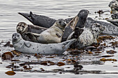 USA, Alaska, Katmai-Nationalpark. Harbor Seal, Phoca Vitulina, ruhend auf mit Seegras bewachsenen Felsen in der Kinak Bay.