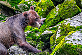 Grizzly Bear, salmon run, Anan Creek, Wrangell, Alaska, USA