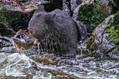 Schwarzbär, Lachslauf, Anan Creek Wrangell, Alaska, USA