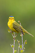 Wilson's Warbler