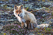 Rotfuchs, blühende Tundra