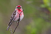 Common Red Poll