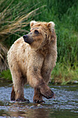 USA, Alaska, Katmai. Blonde grizzly bear in river.