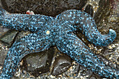 USA, Alaska. Ein blauer Seestern mit vier Armen.