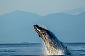 USA, Alaska, Water streams from breaching Humpback Whale (Megaptera novaeangliae) in Frederick Sound near Kupreanof Island