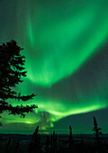US, AK, Fairbanks. Northern Lights display.