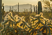 USA, Arizona, Tucson Mountain Park. Backlit cholla cactus in Sonoran Desert