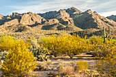 USA, Arizona, Sabino Canyon Recreation Area. Blooming Palo Verde trees and saguaro cacti