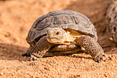 USA, Arizona, Santa Cruz County. Junge Wüstenschildkröte in Gefangenschaft
