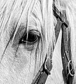 USA, Arizona, Scottsdale. B&W close-up of horse's eye and bridle
