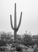 USA, Arizona, Buckeye. Schwarzer und weißer Saguaro-Kaktus im Nebel