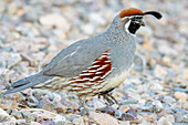 USA, Arizona, Lake Havasu City. Male Gambel's quail close-up