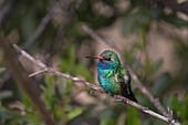 USA, Arizona, Madera Canyon. Broad-billed hummingbird on limb.