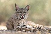 USA, Arizona. Close-up of resting female bobcat.
