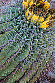 Barrel Cactus mit Früchten im Frühjahr im Saguaro National Park in Tucson, Arizona, USA (Großformat verfügbar)