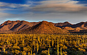 Saguaro cactus dominate the landscape at Saguaro National Park in Tucson, Arizona, USA (Large format sizes available)