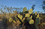 USA, Arizona. Dead Horse Ranch State Park, Beavertail Cactus