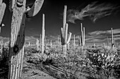 USA, Arizona, Tucson, Saguaro-Nationalpark