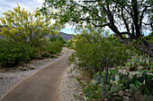 USA, Arizona, Tucson, Saguaro-Nationalpark