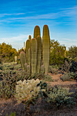 Usa, Arizona, Tucson Bergpark