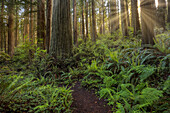 Sonnenstrahlen und Weg durch Farne und Mammutbäume, Del Norte Coast Redwoods State Park, Damnation Creek Trail, Kalifornien