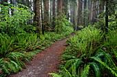 Von Farnen und Nebel gesäumter Fußweg, Stout Memorial Grove, Jedediah Smith Redwoods National and State Park, Kalifornien