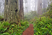 Footpath through Redwood trees and Pacific Rhododendron in fog, Redwood National Park, California, Damnation trail.
