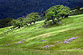 Gräser und Bäume, Dolason Prairie in der Nähe der Bald Hills Road, Kalifornien