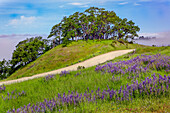 Lupinenblüten, Bald Hills Road, Kalifornien