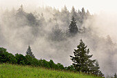 Hang mit immergrünen Bäumen inmitten von Nebel, Bald Hills Road, Kalifornien