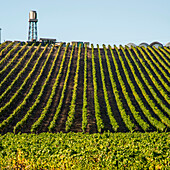 USA, Kalifornien. Kein Wasser, kein Leben, California Drought Expedition 5. Ackerland an der US1 (Pacific Coast Highway, PCH), Feldfrüchte und Wasserturm