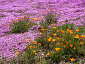 Kalifornische Mohnblumen, Big Sur, Kalifornien, USA